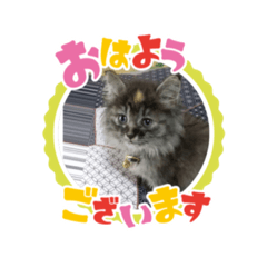 我が家の可愛い絆ちゃん