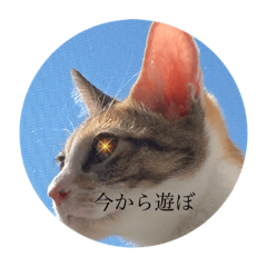 ねこ20081222