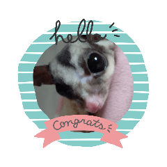 フクロモモンガ家族