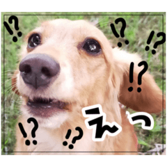 がんちゃんともんちゃん（Cute.2）