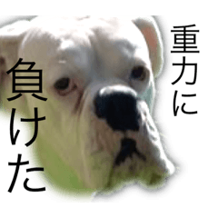 ボクサー犬チャッピー