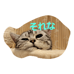 アメショのめいちゃん4