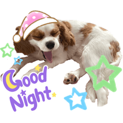 キャバリア＊日常で使えるスタンプ