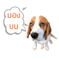 OnieTwentyFive DOG_20220425181812