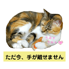 三毛猫むぎちゃんスタンプ
