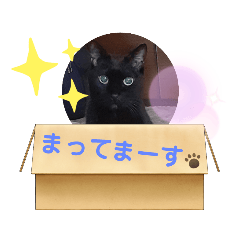 くろねこロン(ロンとチャヌ)