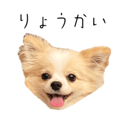 ポメチワLOPPEのスタンプ