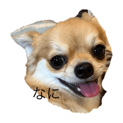 チワワのじゅん君