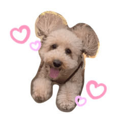 でかトイプードル まろどんの日常