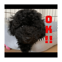 僕はルカくんです