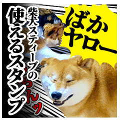 毎日使える柴犬スティーブ一家のスタンプ