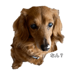 世界で1番かわいいこころくん