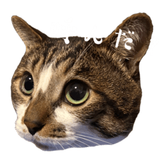 ボクの名前はリク