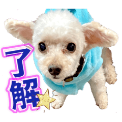 トイプーのすばる〜公私共に使えるスタンプ