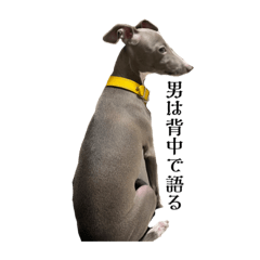 イタグレのらき