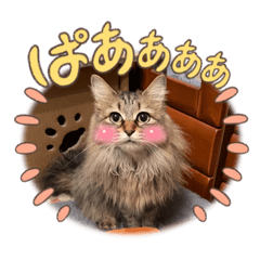 我が家のわんにゃんike