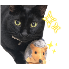 黒猫るうもスターターパック