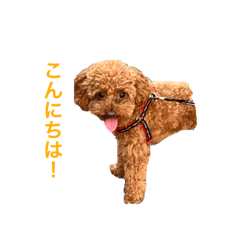 トイプードルのむぎの日常②