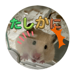 ハムさま第二弾