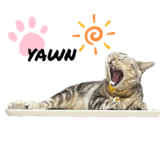 麗しき愛猫・こむぎ