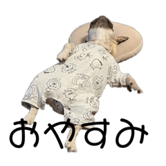 フレンチブルドッグのベリックくん