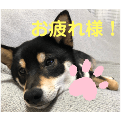 黒柴琥珀のスタンプ