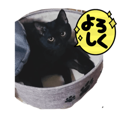 ウチの推しニャンズ②