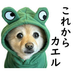 ポメラニアンのポメくん 日常編2