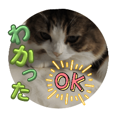 サイベリアンのしーたんです！