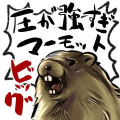 圧が強すぎマーモットBIG