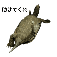 こうちゃん日常11111