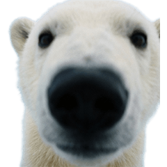 BIG! シロクマの赤ちゃん　実写