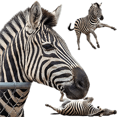 シマウマ　実写