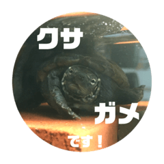 かめのかいわれちゃんVol.2