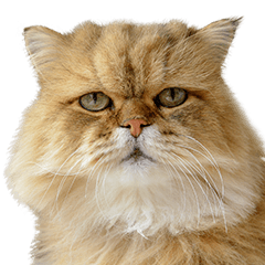 しょんぼり猫「ふーちゃん」2