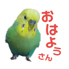 かわいいセキセイインコのピーコ4
