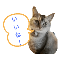 愛猫ルルのスタンプ