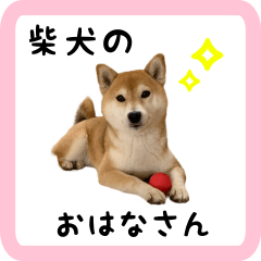 柴犬のおはなさん