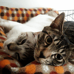 ナッツ&かん太のスタンプ