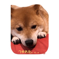 シュールな芝犬ロタ君