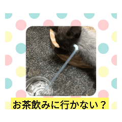 小猫のスタンプ２