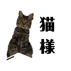 正月と七五三ぽて&タピ[我家のキジトラ猫]