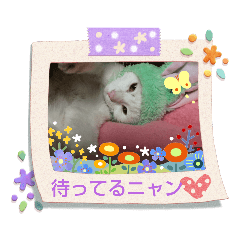 白猫さんの使えるスタンプ