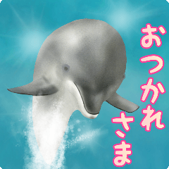 少しシュールなイルカ！