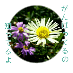 花と共に、優しく寄り添う励ましの言葉