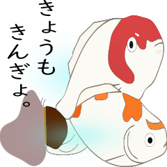 きょうもきんぎょ。