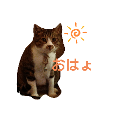 ちょこにゃ〜スタンプ