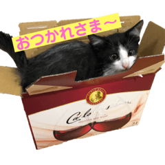 我が家の白黒猫ちゃん