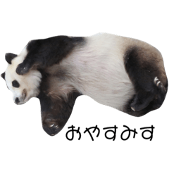 わん！ワン！wan