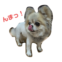 うちの子ライオン